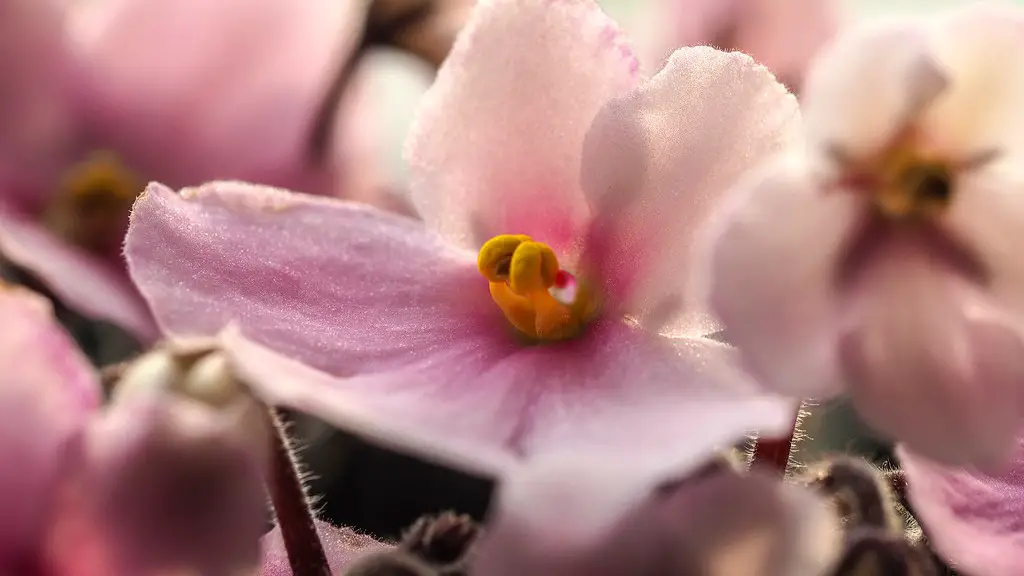 Can you grow african violets outside?