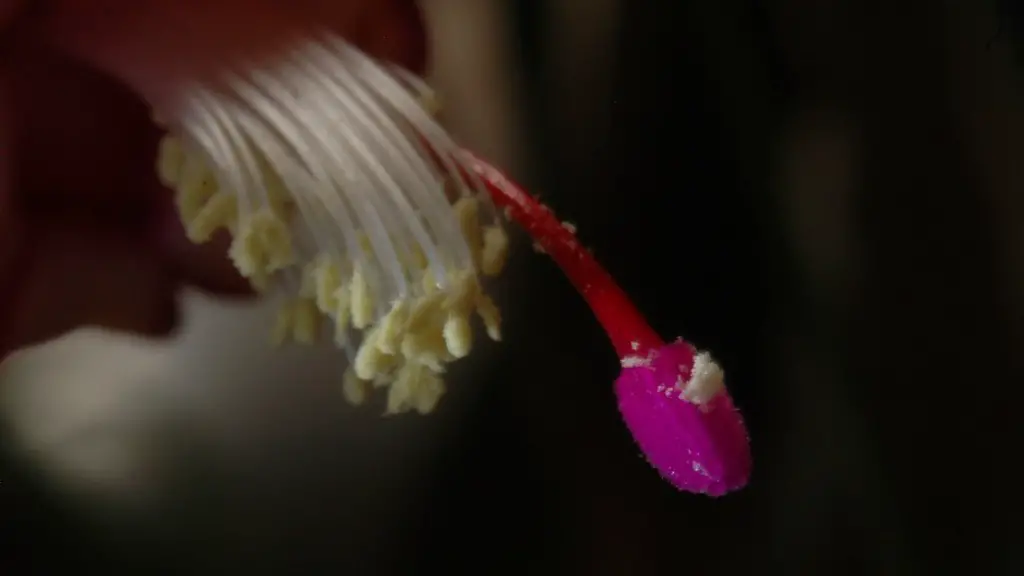 How to trim a christmas cactus?