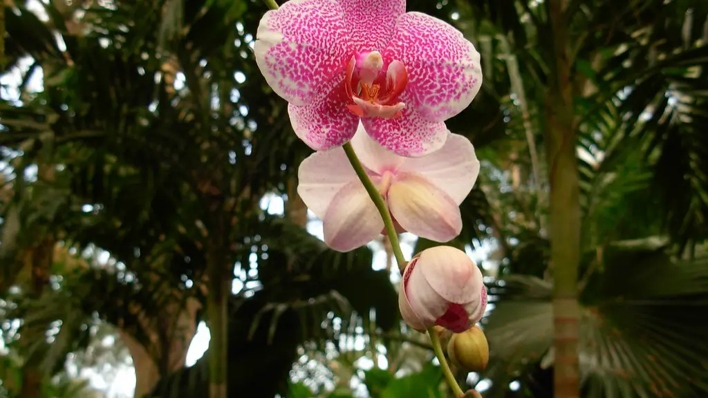 Why os my phalaenopsis orchid dying too much ice cubes?