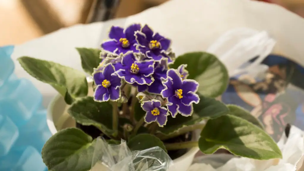 When do african violets flowers bloom?