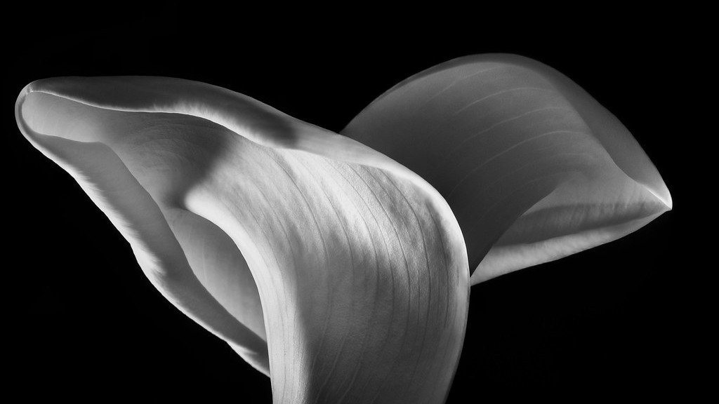 Is a calla lily a peace lily?