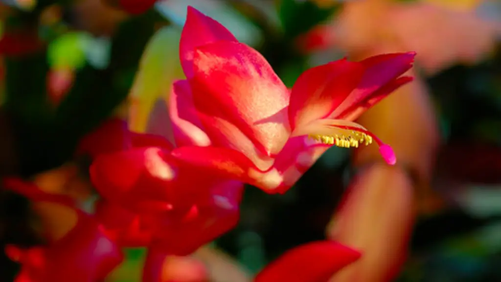 Can you root christmas cactus in water?