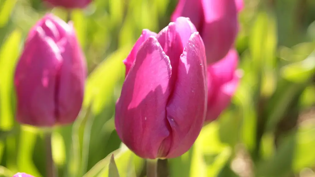 What is the color of tulip flower?