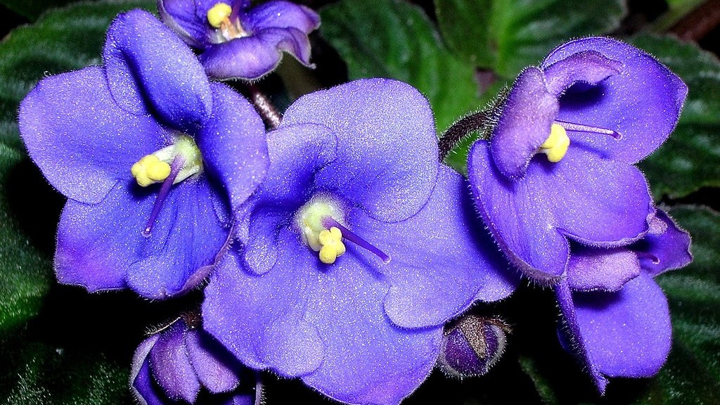 What do african violets smell like?