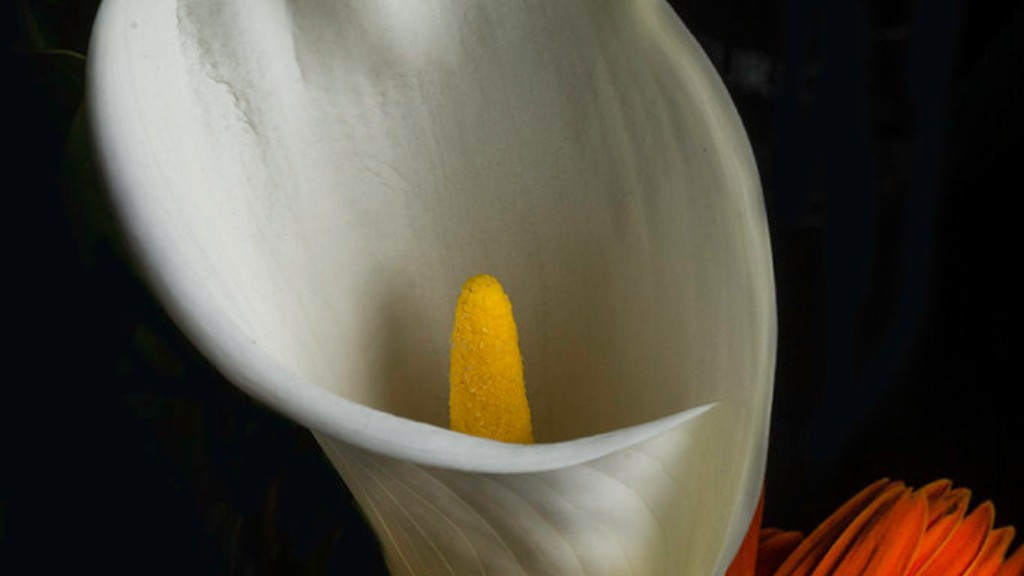 How to make a paper calla lily flower?