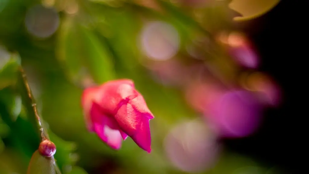 How to take a cutting from a christmas cactus?