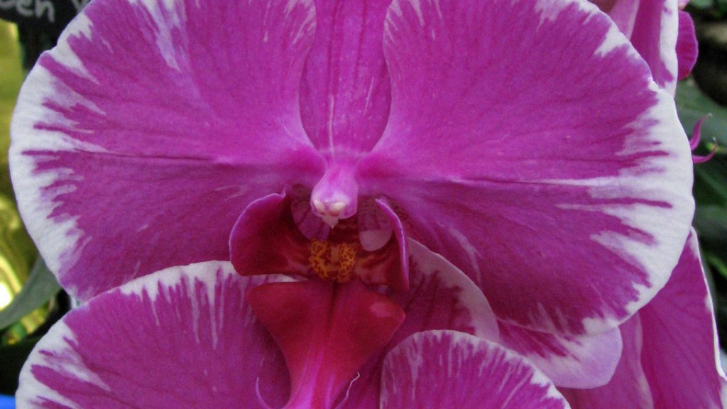 Should i mist my phalaenopsis orchid?