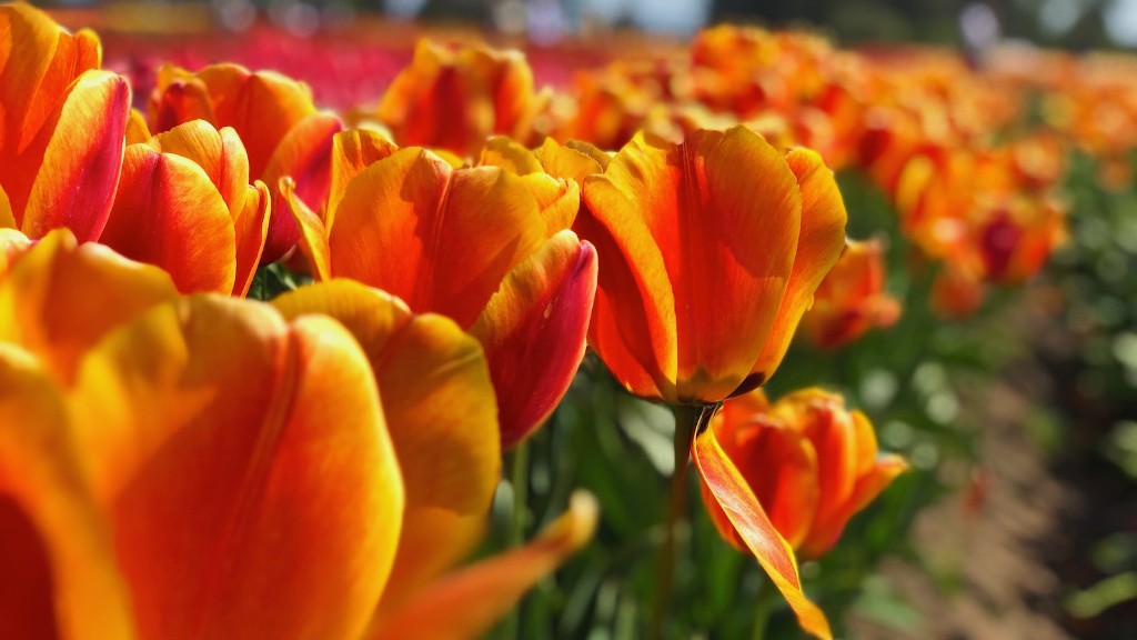 What is the tulip flower setting on a camera?