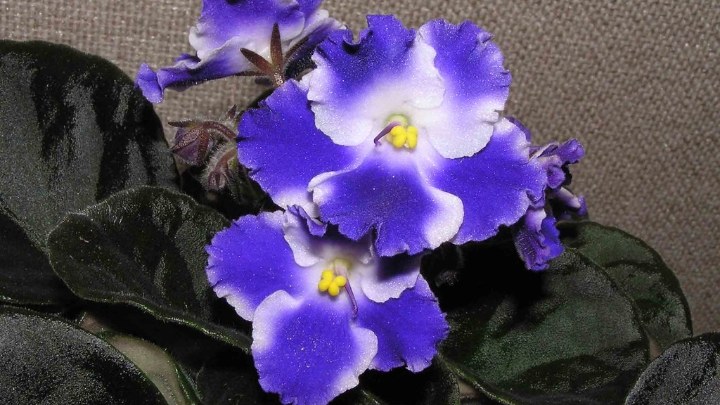 What do you do with african violets?
