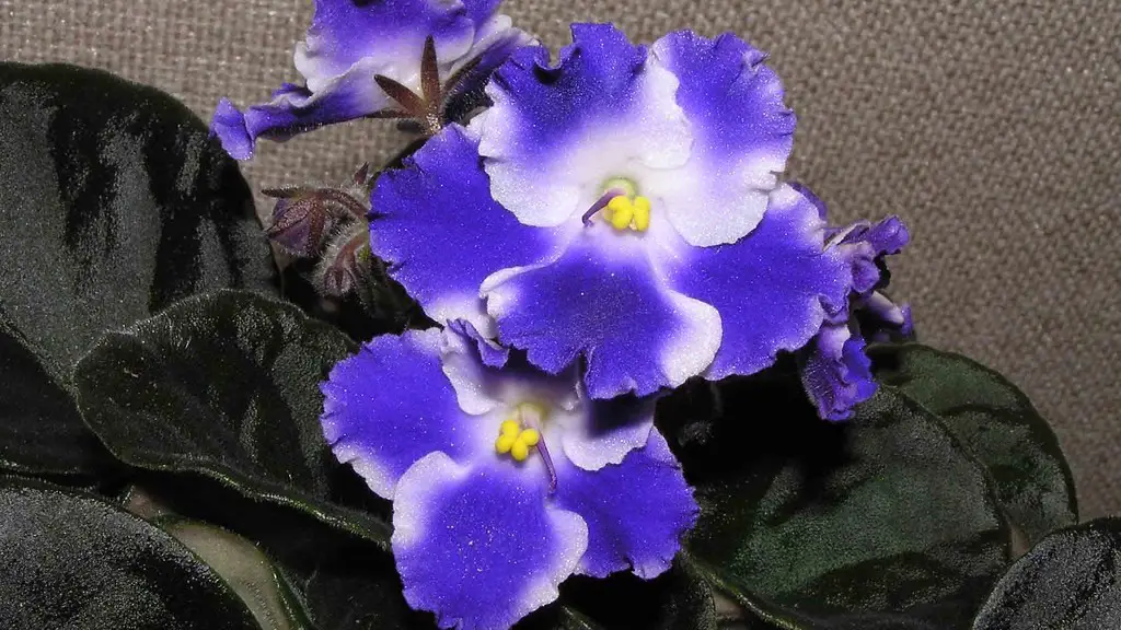 What to do about white stuff on african violets?