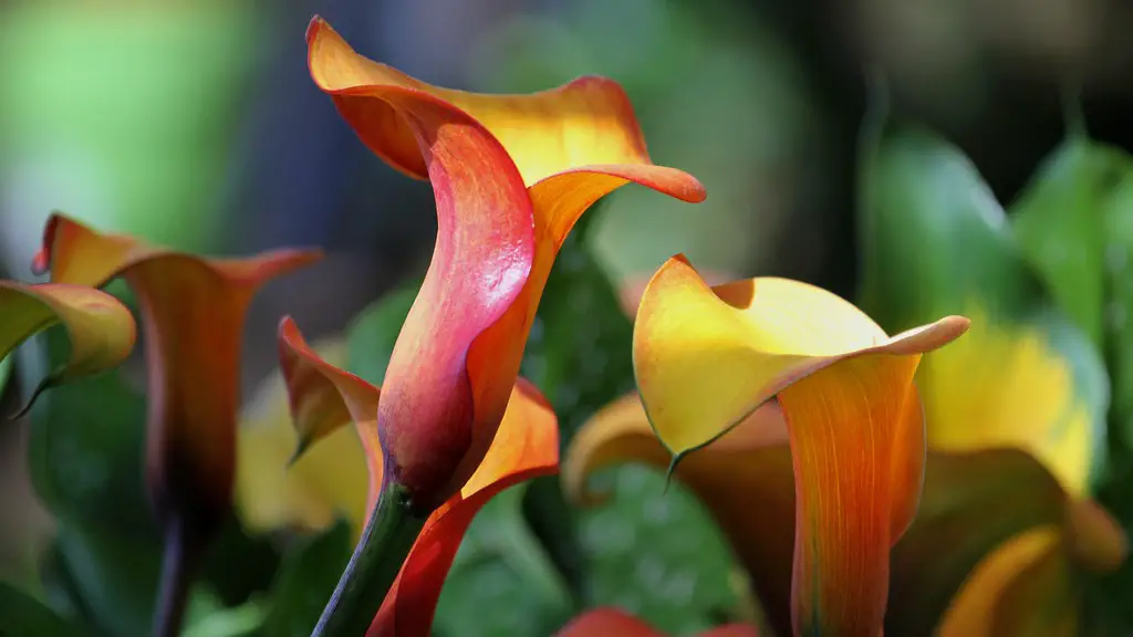 How long calla lily blooms?