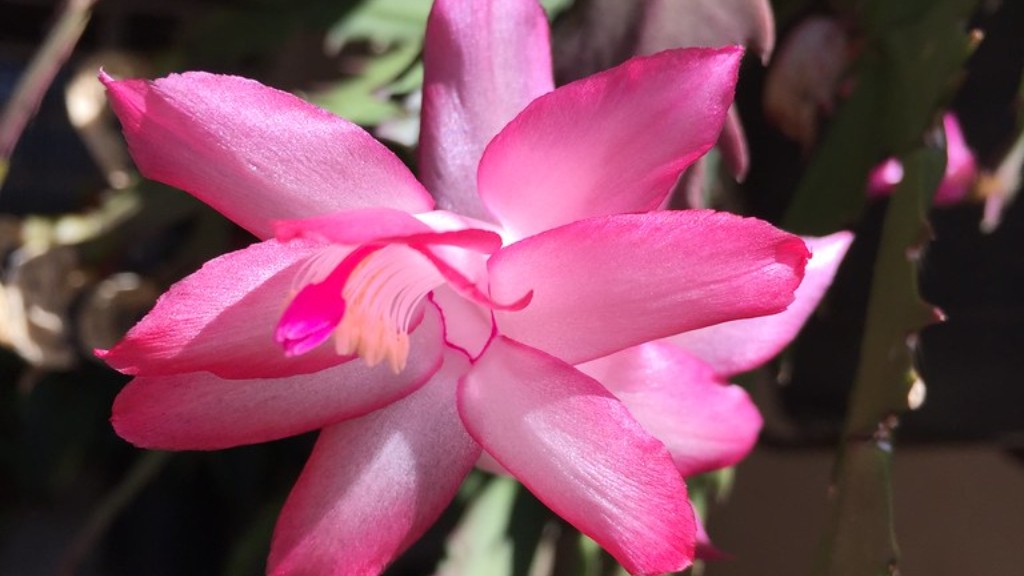 Is a calla lily a perennial or annual?
