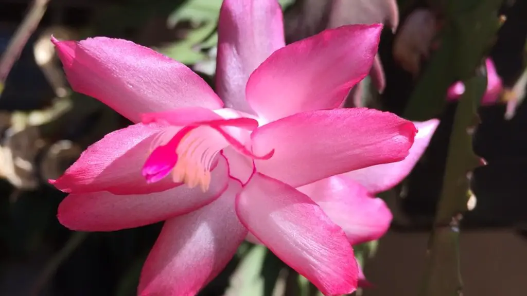 How to make a christmas cactus bloom?