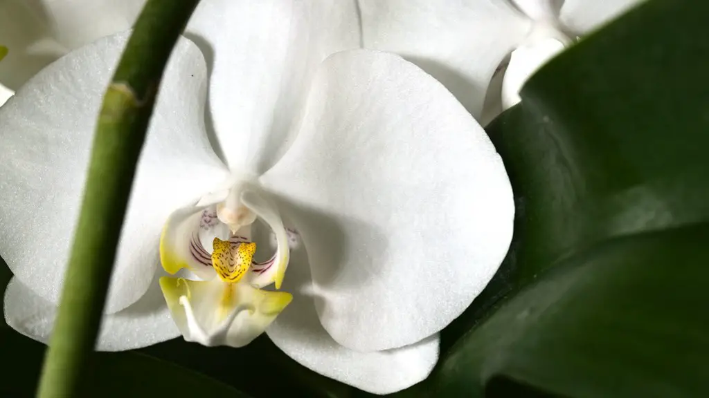 How to water mini phalaenopsis orchid?