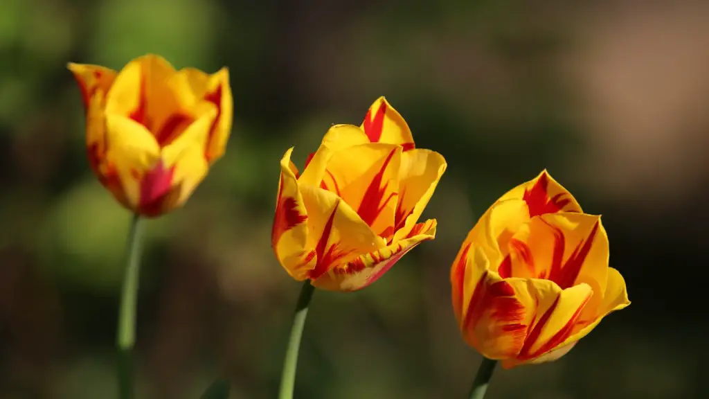 How long does the tulip flower last?