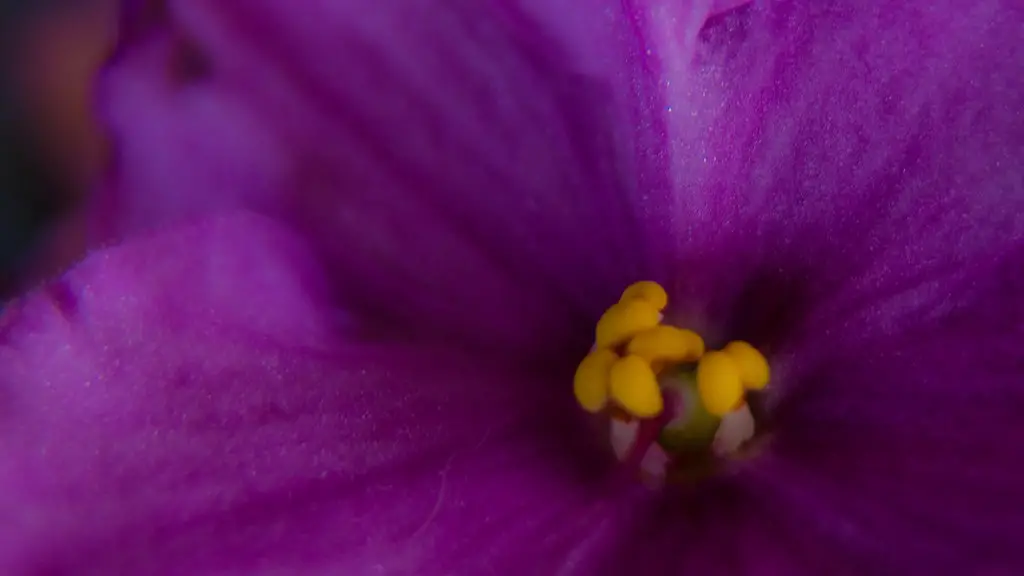 What type of soil do african violets like?