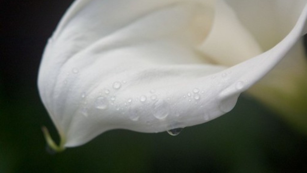 How to make a calla lily out of icing?