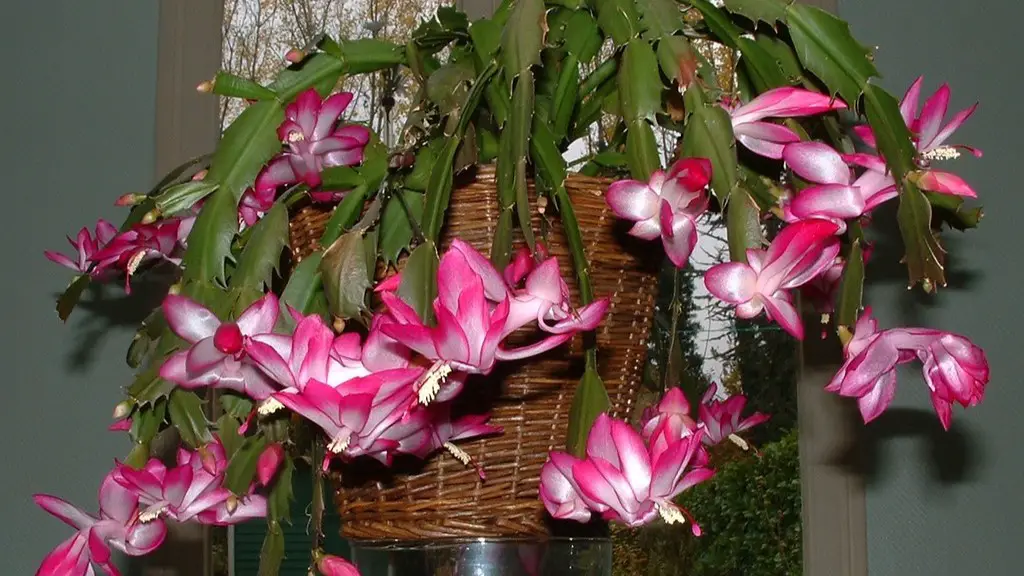 A christmas cactus?