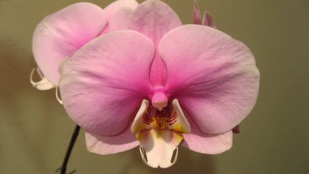 How to water a phalaenopsis orchid plant?