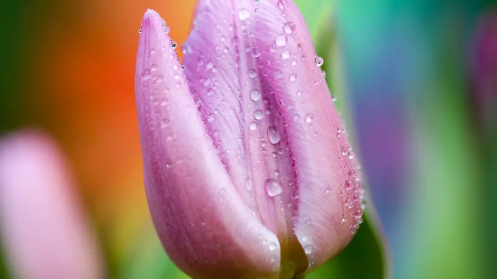 How often does a christmas cactus need to be watered?