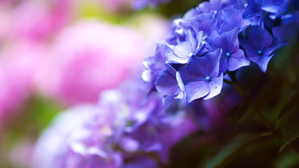 What pots sre good for planting african violets?
