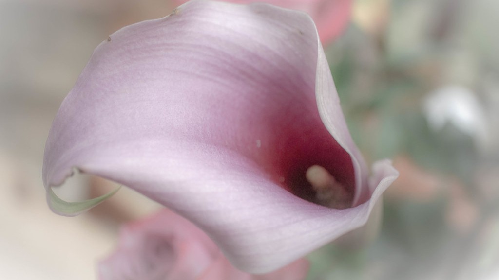 How to make a calla lily arrangement?