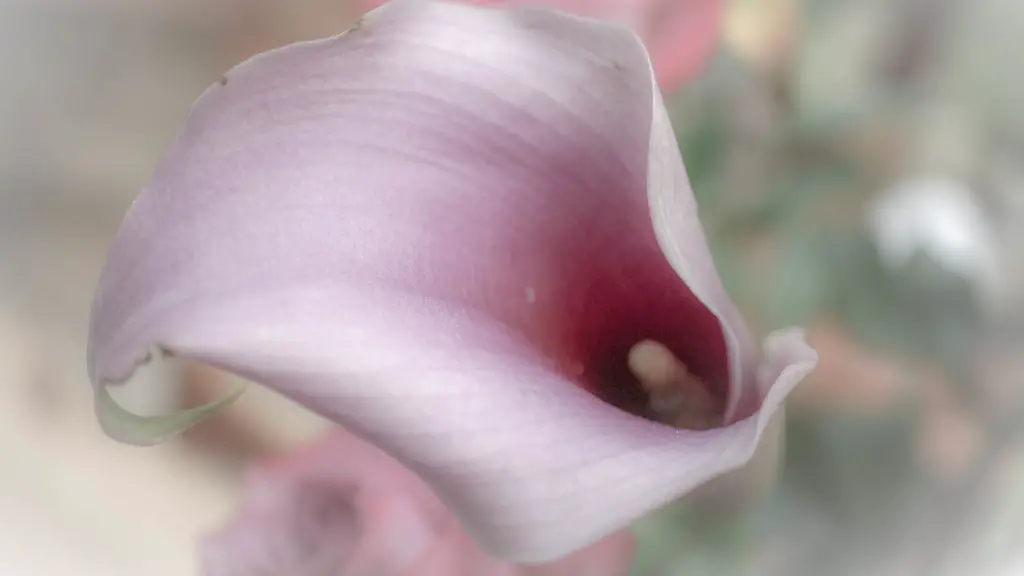 How big a pot for calla lily?