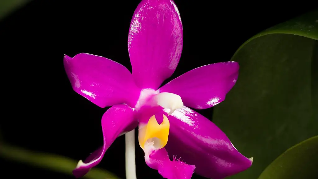 Is the christmas cactus poisonous to dogs?