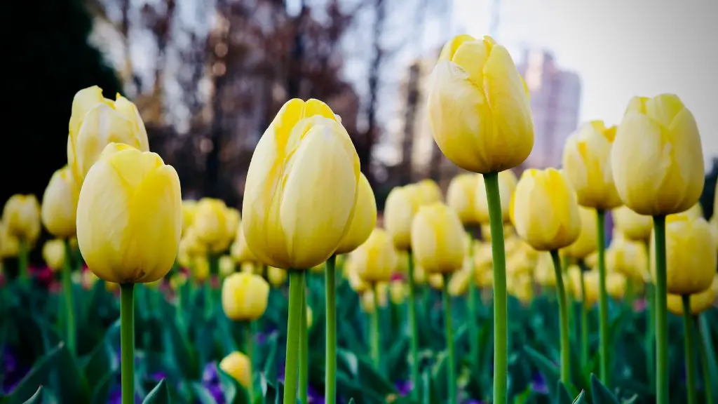 What does tulip flower seed?