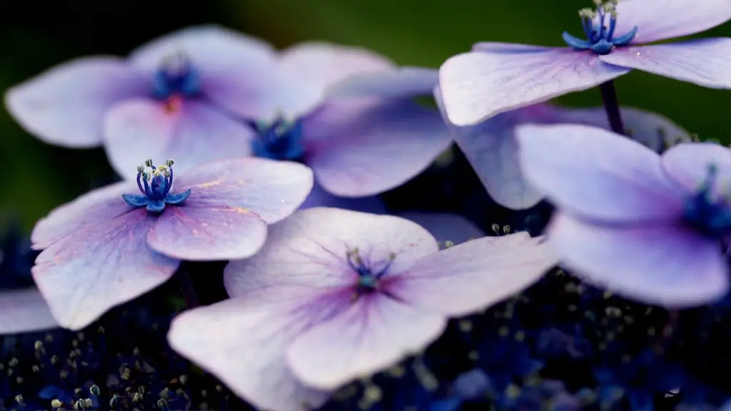 How much light does african violets?