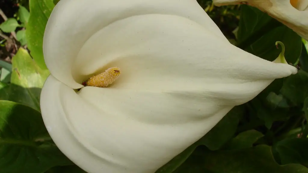 How to water calla lily?