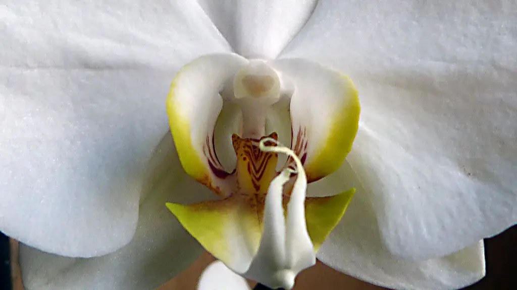 Where to trim phalaenopsis orchid?