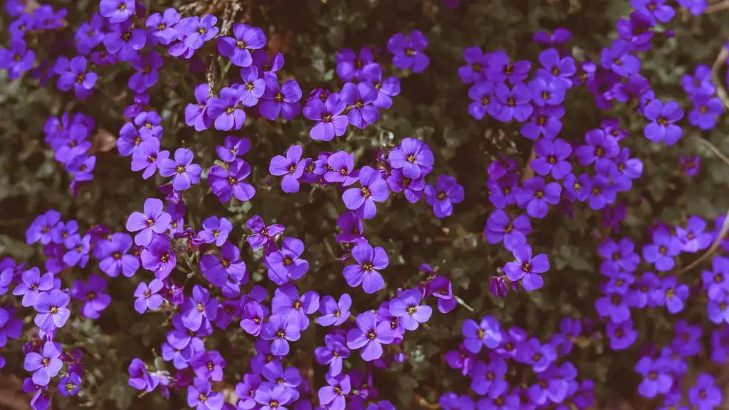 When is the best time to split african violets?