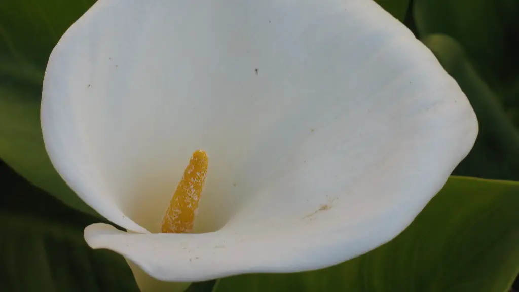 How big of a container do calla lily bulbs need?