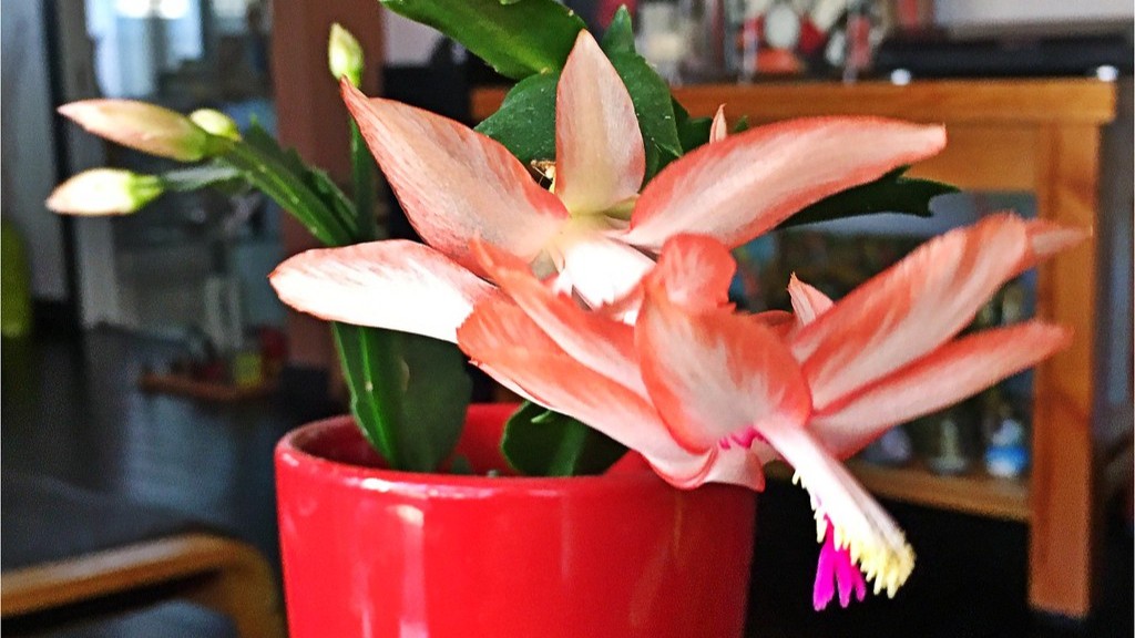 When should you put a christmas cactus in the dark?