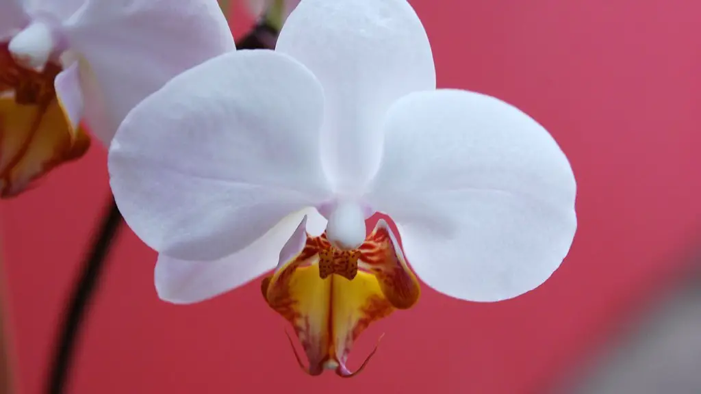 When does phalaenopsis orchid bloom?