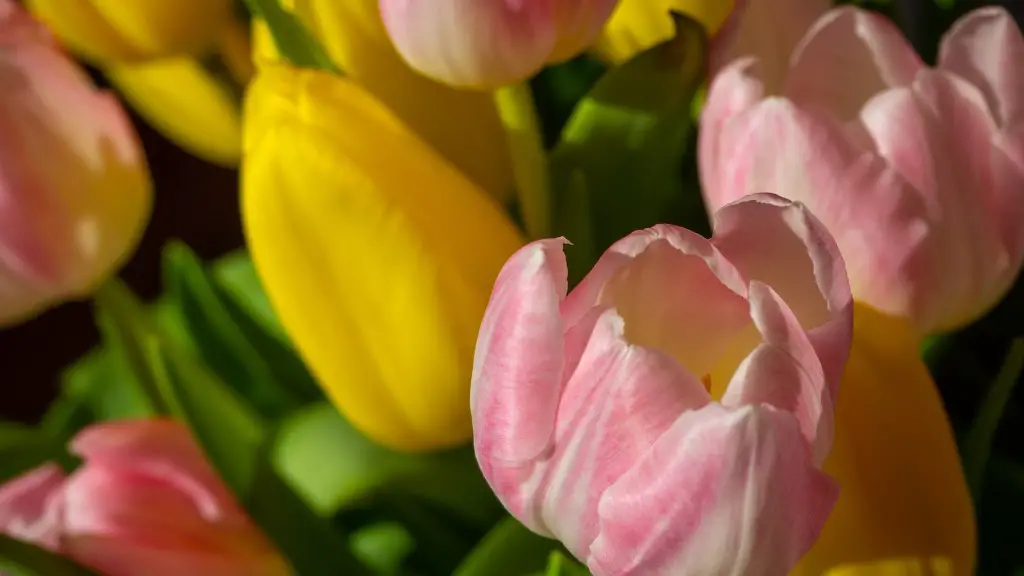 How to take care of a potted calla lily plant?