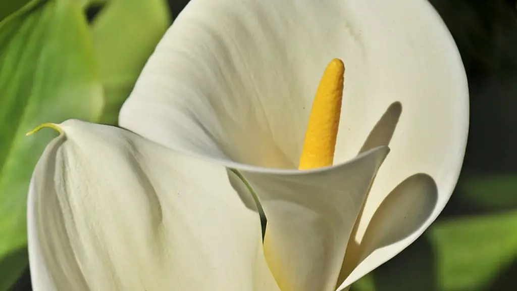 Can you plant a potted calla lily outside?