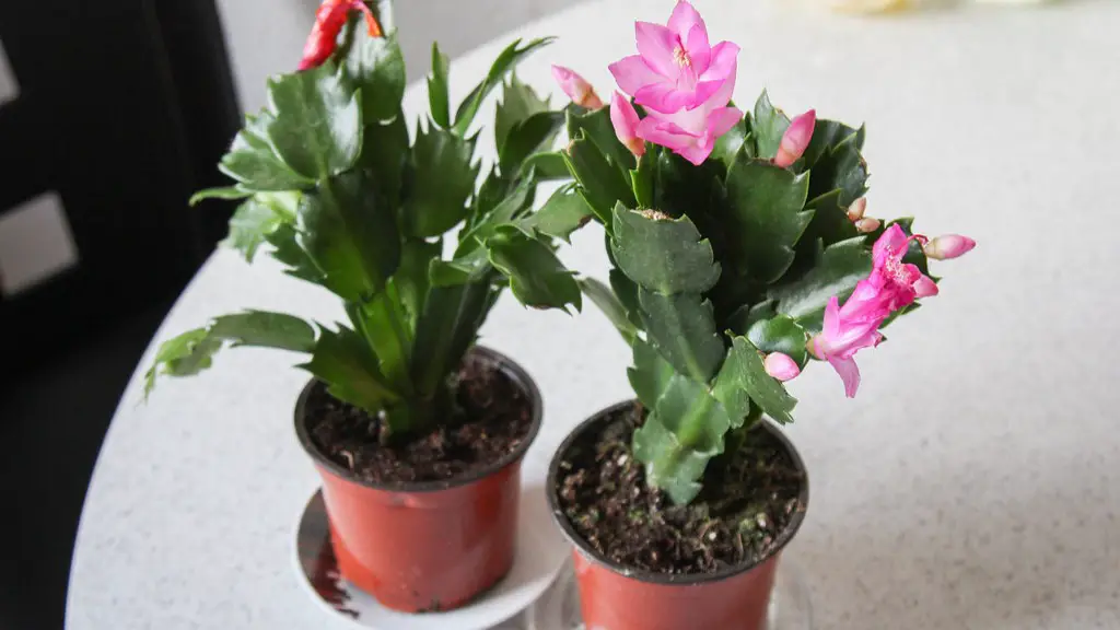 How do christmas cactus know when to bloom?