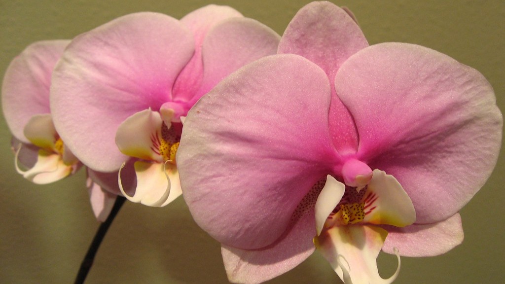 Is orchid food good for african violets?
