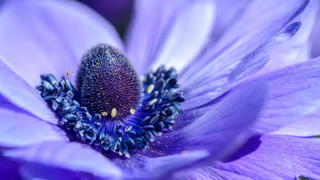 Can you start or plant african violets inplaincoconut coir?