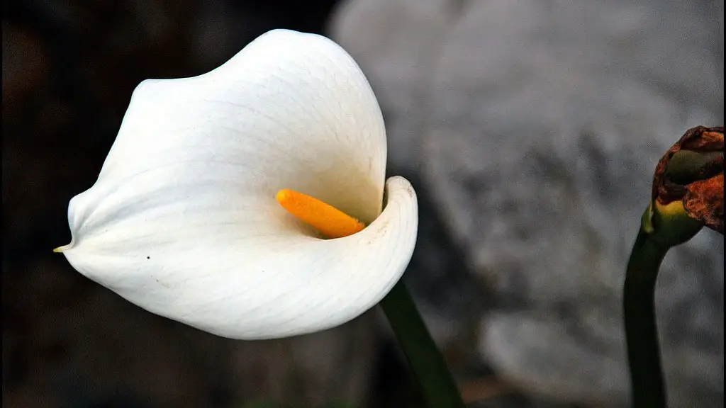 How to separate calla lily bulbs?