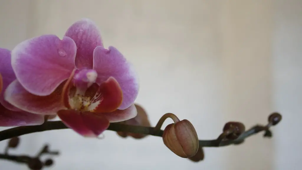 How to take care of a phalaenopsis orchid plant?