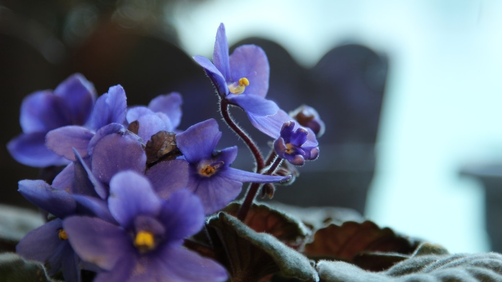 What season do african violets bloom?