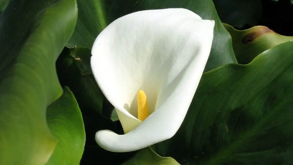 How to care for calla lily indoors?