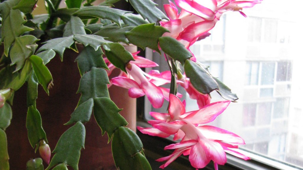 When will my christmas cactus bloom?