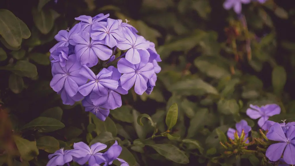 What is the gene of a african violets?