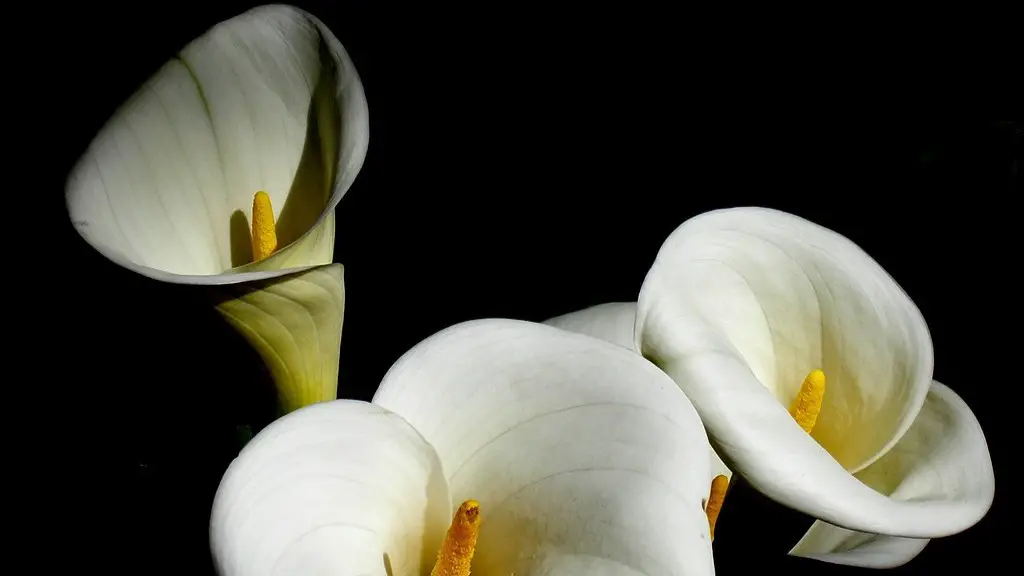 How many calla lily stems vase?