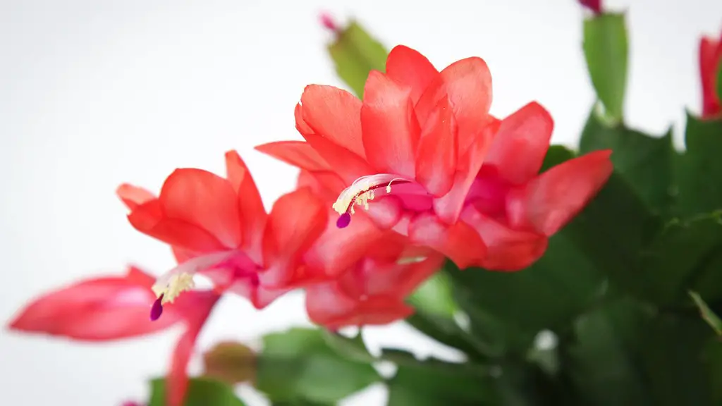 Why is my christmas cactus drooping?