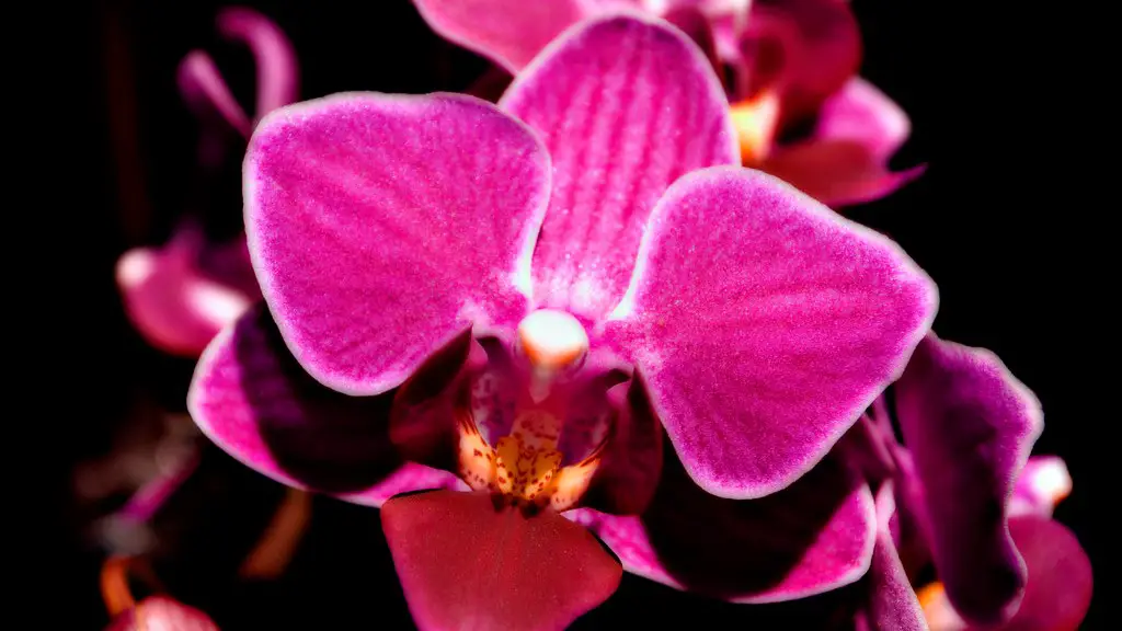 How to grow a phalaenopsis orchid?